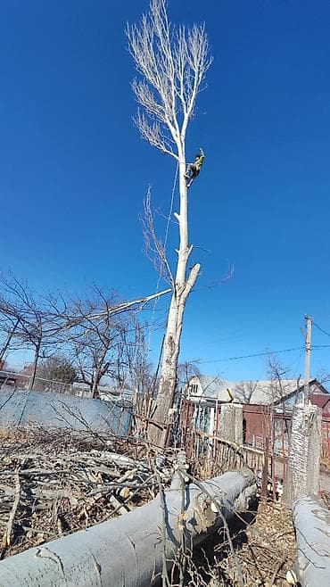 дерево дрова: СПИЛ ДЕРЕВА — 2