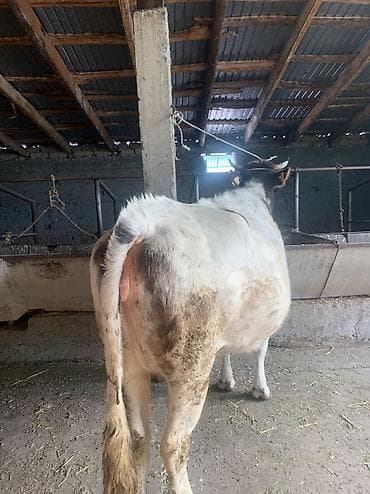 4 5мм: Сатам | Уй (ургаачы) | Алатоолук | Көбөйтүү үчүн, Сүт алуу үчүн — 1