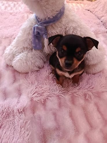 маленький собаки: Щенок миниатюрной породы, окрас черно‑подпалый. Компактный формат — 3