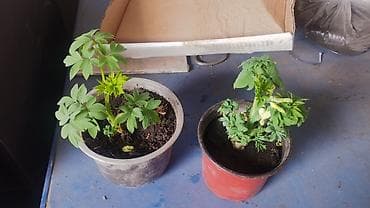 ослиные уши цветок: Платная доставка — 2