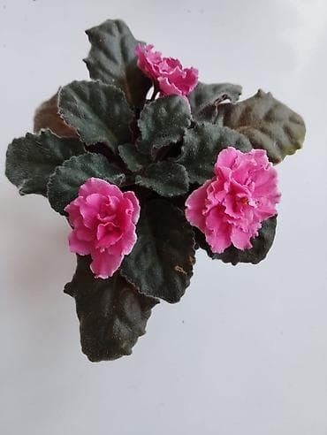 продаю комнатные цветы: Комнатные растения в горшках: 1) Фикус эластика (каучуконосный) — — 2