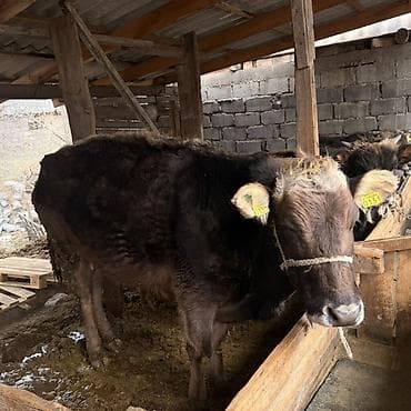 кунаи: Продаю | Тёлка | На откорм | Привязанные — 1