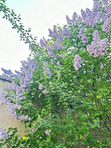 поздравления мишка: Сирень обыкновенная (Syringa vulgaris), куст крупного размера с — 2