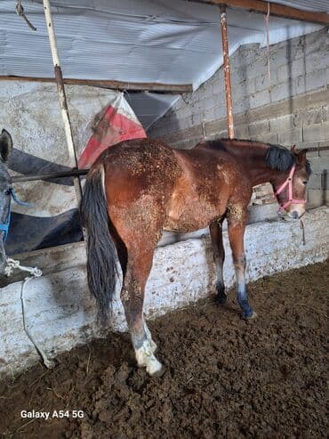 Продаю | Жеребец | Рабочий | Племенные