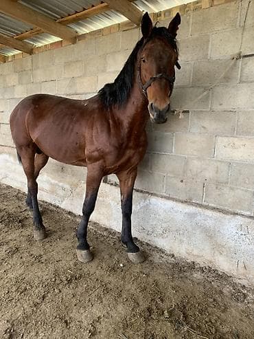 мака ош: Продаю | Жеребец | Рабочий — 9