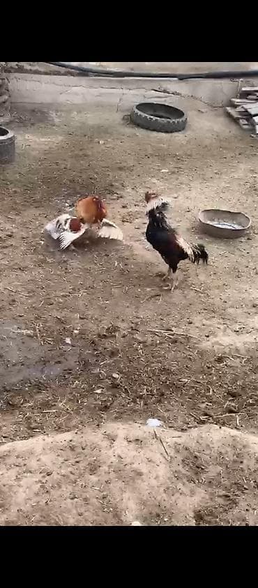 Куры, петухи: Продаю | Петух | Бойцовая | Для разведения — 2