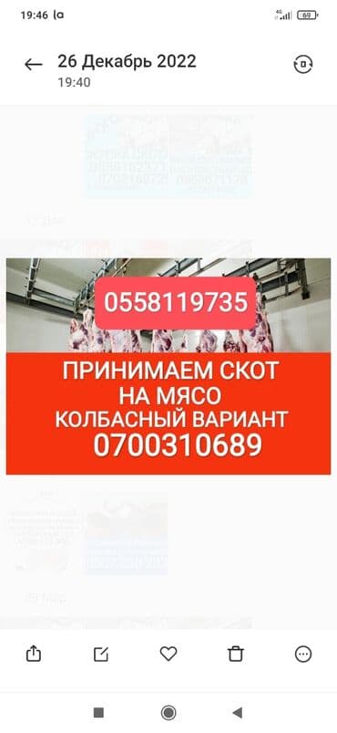 Куплю | Коровы, быки, Лошади, кони | Круглосуточно, Любое состояние, Забитый