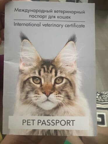 сколько стоит американская короткошёрстная кошка: Американская короткошёрстная, 1 год, Девочка, Голубой, С документами, Кастрирована, Приучена к лотку — 2