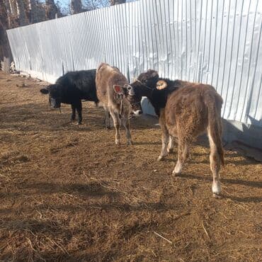 тайган собака цена бишкек: Продаю | Музоо, торпок | На откорм | Привязанные — 2