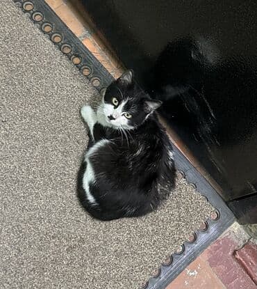животные на продажу: Котенок в добрые руки!
Позвоните — 1