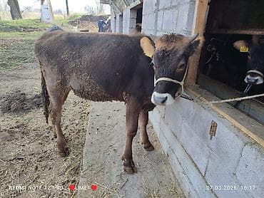 А/ч жаныбарларын сатам: Сатам | Кунаажын | Швиц | Байланган — 7