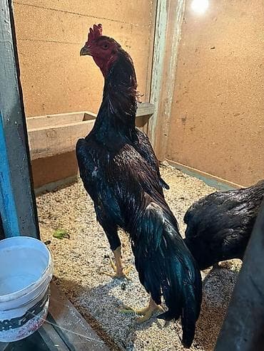 ротвейлер собаки: Продаю | Петух | Бойцовая | Для разведения — 1