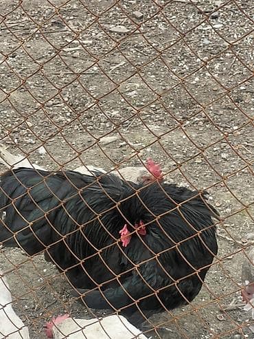 кызыл кия кыз: Сатам | Короздор | Көбөйтүү үчүн — 2