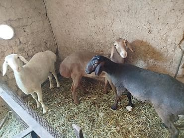 Продаю | Овца (самка) | На забой