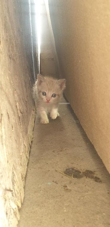 Котята, домашние мурлыки одна штука 100сом приучены милый - Порода