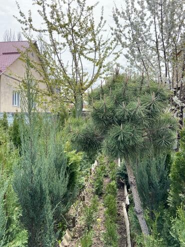 купить саженцы хвойных: Көчөттөр дарактардын: Туялар, Өзү алып кетүү, Акылуу жеткирүү — 2