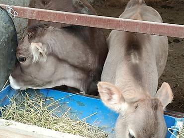 музоо: Сатам | Уй (ургаачы), Кунаажын, Музоо | Швиц | Көбөйтүү үчүн, Сүт алуу үчүн | Асыл тукумдуу, Жасалма уруктандырылган — 3