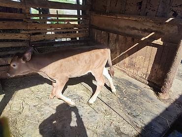 продам телят бычков: Продаю | Музоо, торпок | Алатауская, Симментальская | На откорм | Искусственник — 2