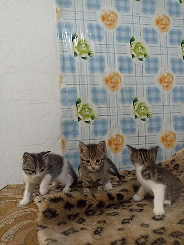бездомные кошки: Котята, помет из трех малышей. - Возраст ориентировочно 1–2 месяца — 1