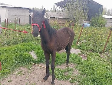 цена вислоухой кошки: Продаю | Жеребенок | Рабочий — 2