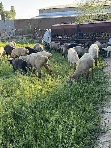 клетка для баранов: Продаю | Овца (самка), Ягненок, Баран (самец) | Гиссарская, Полукровка, Меринос | На забой, Для разведения, Для шерсти | Племенные, Кастрированные, Осеменитель — 10