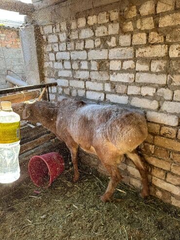 Грызуны: Продаю | Баран (самец) | Арашан | Для разведения | Племенные — 8