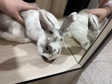 домашние тоок: Домашний декоративный кролик с пятнистым окрасом (белая шерсть с — 3