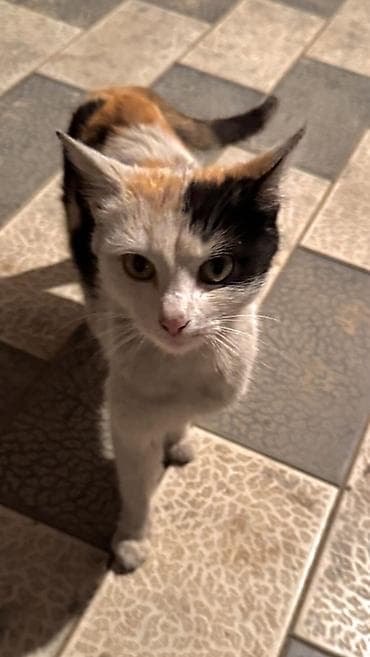 донской сфинкс кошка: Кошка даром: Беспородная, Девочка — 1