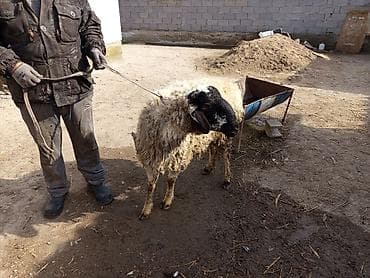 породы собак в бишкеке: Продаю | Овца (самка) | Для разведения | Матка — 2