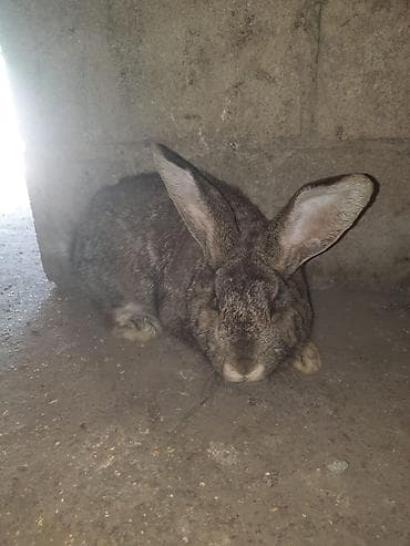 карликовые козы: Продаю | Кролик самец | Для разведения — 3