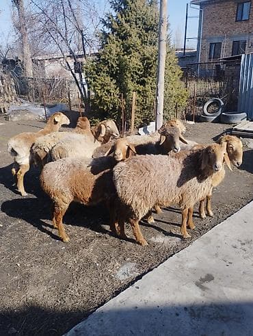 арпа кемин: Сатам | Козу | Арашан | Көбөйтүү үчүн | Токту — 1