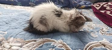 кошки г ош: Кошка даром: Беспородная, 1 месяц, Мальчик, Приучена к лотку — 2