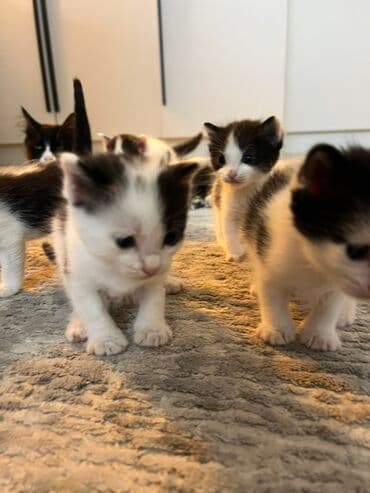 купить домик для кошки недорого: Черно-белые котята, помет из нескольких малышей. Окрас — 4