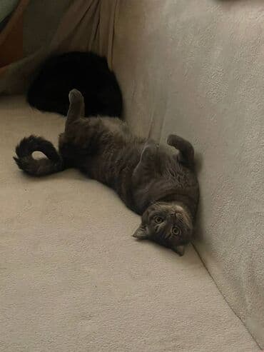 Собаки: Кошка даром: Британская короткошёрстная, 4 года, Мальчик — 2