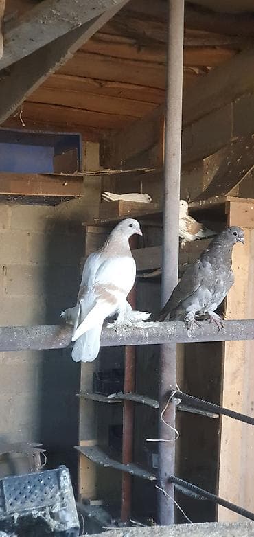блиц норма: Породистые декоративные голуби есть в се породы чубые двух чубые — 4