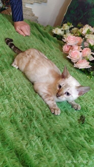 купить породистых котят: Шикарные бенгальские котята 3-4мес. Лучший подарок для любящего — 22