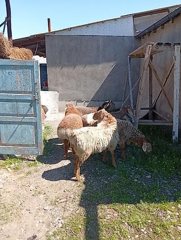 ош жапалак: Сатам | Ургаачы кой (ургаачы) | Көбөйтүү үчүн | Ургаачы — 9