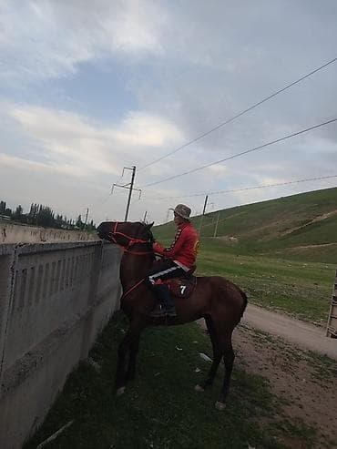 Животные: Продаю | Жеребец | Рабочий — 3