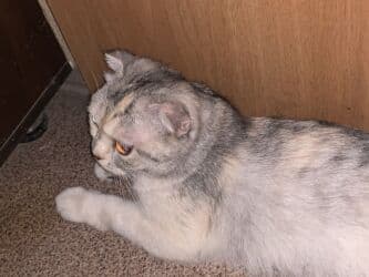 Скотиш Фолд (Шотландская вислоухая), 10 месяцев, Девочка at lalafo.kg Скотиш Фолд (Шотландская вислоухая), 10 месяцев, Девочка