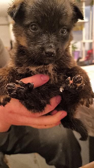 красный страитель: Щенки, окрас черный с подпалом Описание: - Милые щенки — 1