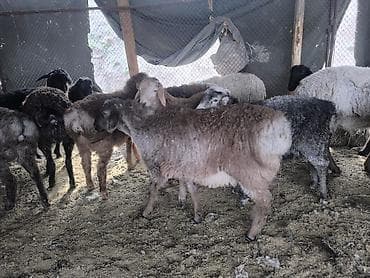 кочкор эдилбай: Сатам | Козу | Гиссар | Союуга | Жасалма жол менен боозутуу — 2