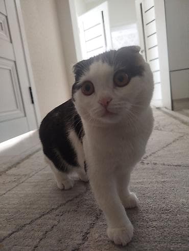 Животные: Шотландская вислоухая кошка (Scottish Fold) — 2