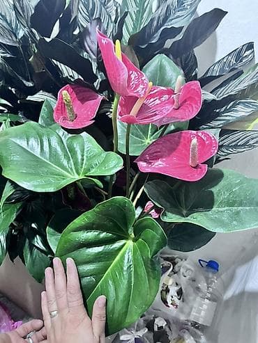 Высота 80см.Гигант.Антуриум (Anthurium andreanum) с ярко‑розовыми
