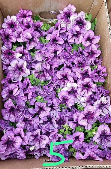 цвет: Рассадa однолетних цветов для клумб, кашпо и балконных ящиков. В — 10