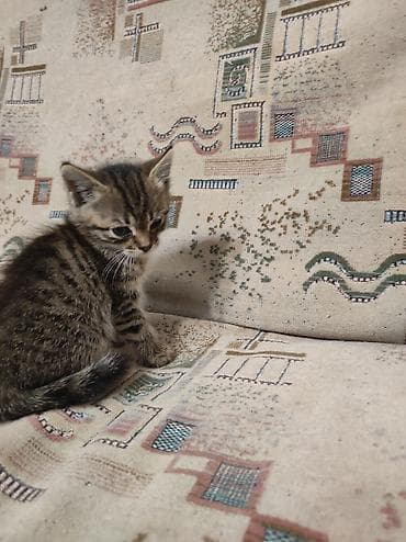 рысь: Котята Описание: - Милые домашние котята из одного помёта — 3