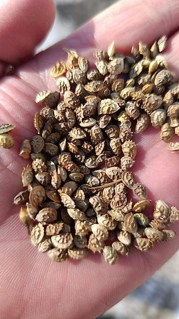 семена редьки маргеланская: Семена кормовых растений: Эспарцет — 2