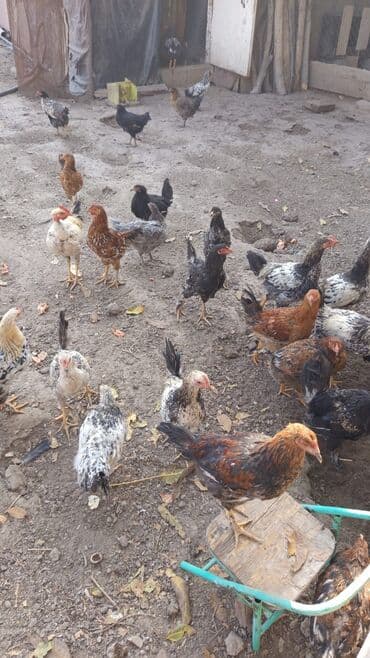 курица несушек: Продаю | Куры | Домашняя | Для разведения — 1