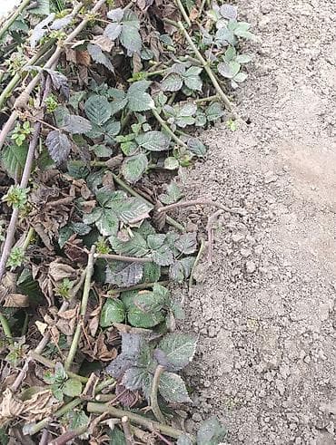 крупа: Саженцы ежевики (бесшипные сорта). Сорт Лох Нес Количево 1000 — 5