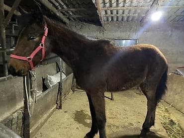 Аквариумдар: Сатам | Тай | Көбөйтүү үчүн — 6