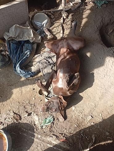 сколько стоит американская короткошёрстная кошка: Собака даром: Курцхаар, 10 месяцев, Самка, С прививкой — 2